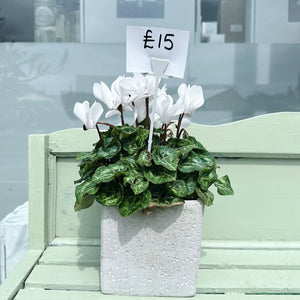 White Cyclamen in Square Concrete Planter