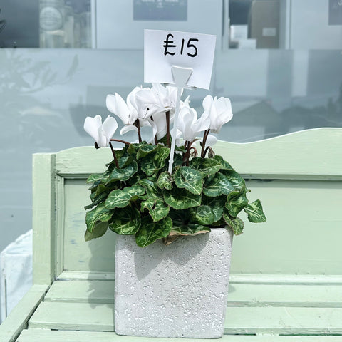 White Cyclamen in Square Concrete Planter