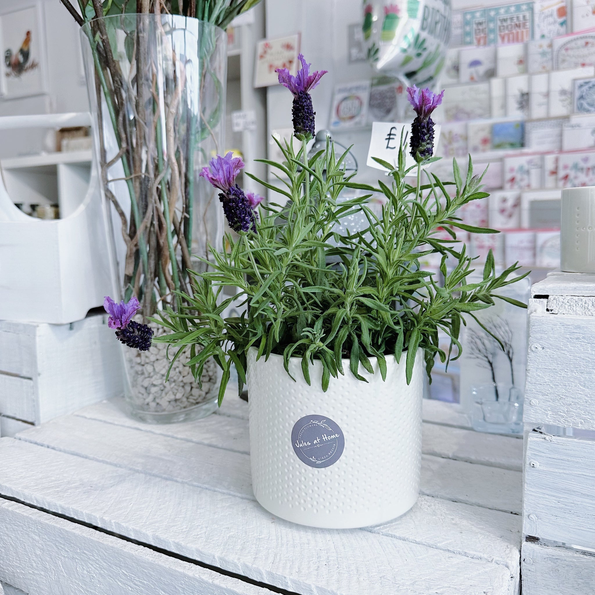 Lavender in Ivory Pot