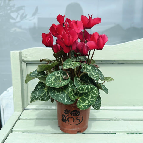 Pink Cyclamen (Unpotted)