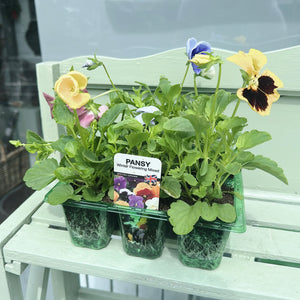 Winter Pansies (Mixed)