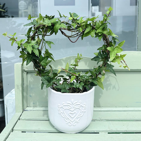 Heart Ivy Wreath (Potted)