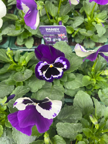 1 x pack of 6 pansies