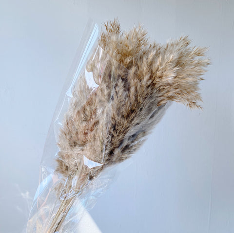 Bunch of Dried Pampas