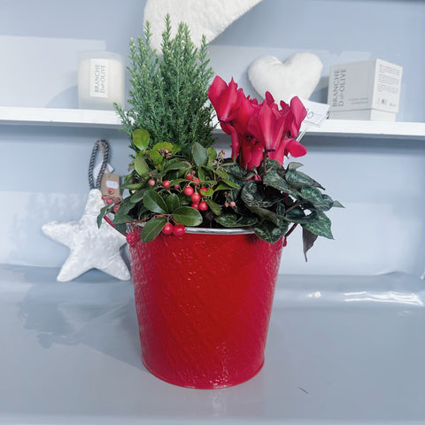 Red Festive Planter