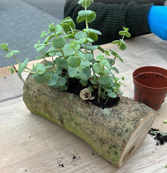 Sustainable log planter with succulents - workshop