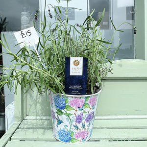 Lavender in Floral Pot
