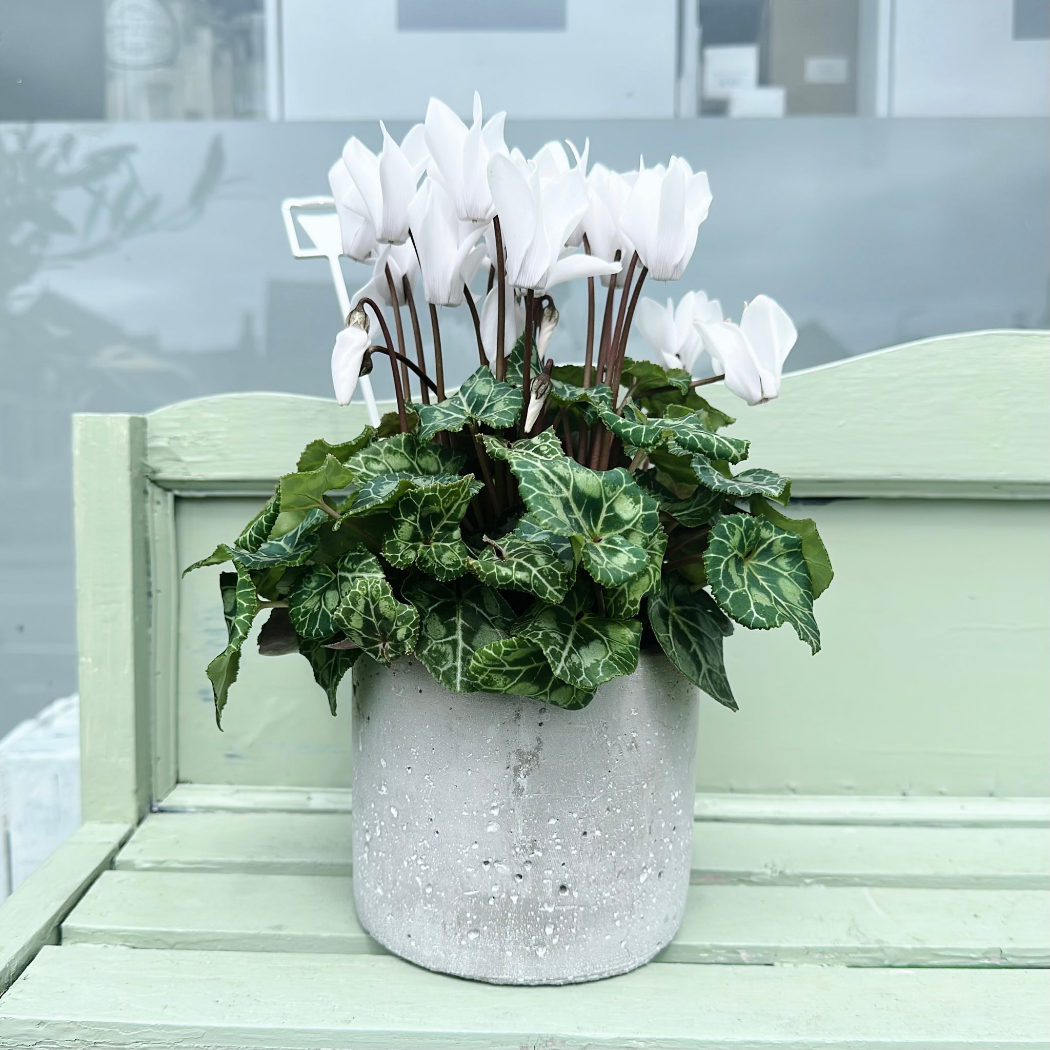 White Cyclamen in Concrete Planter