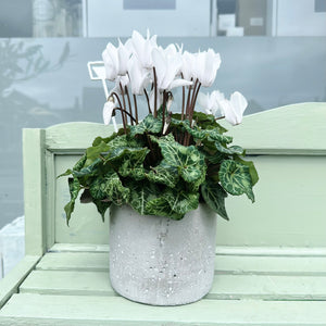 White Cyclamen in Concrete Planter