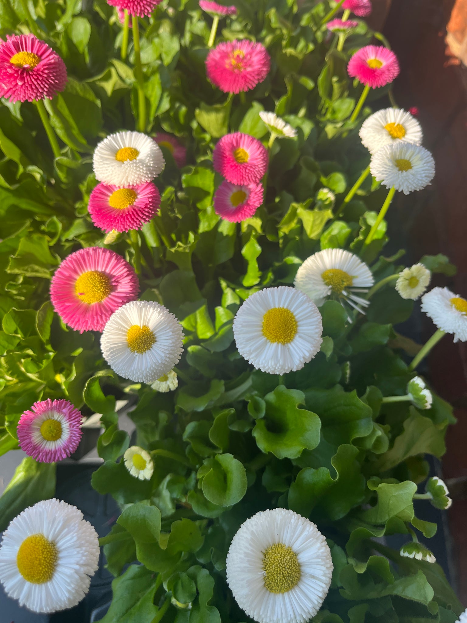 Bellis plants large - please comment on preferred colour