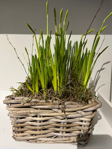 Quality basket of tete a tete mini daffodil bulbs