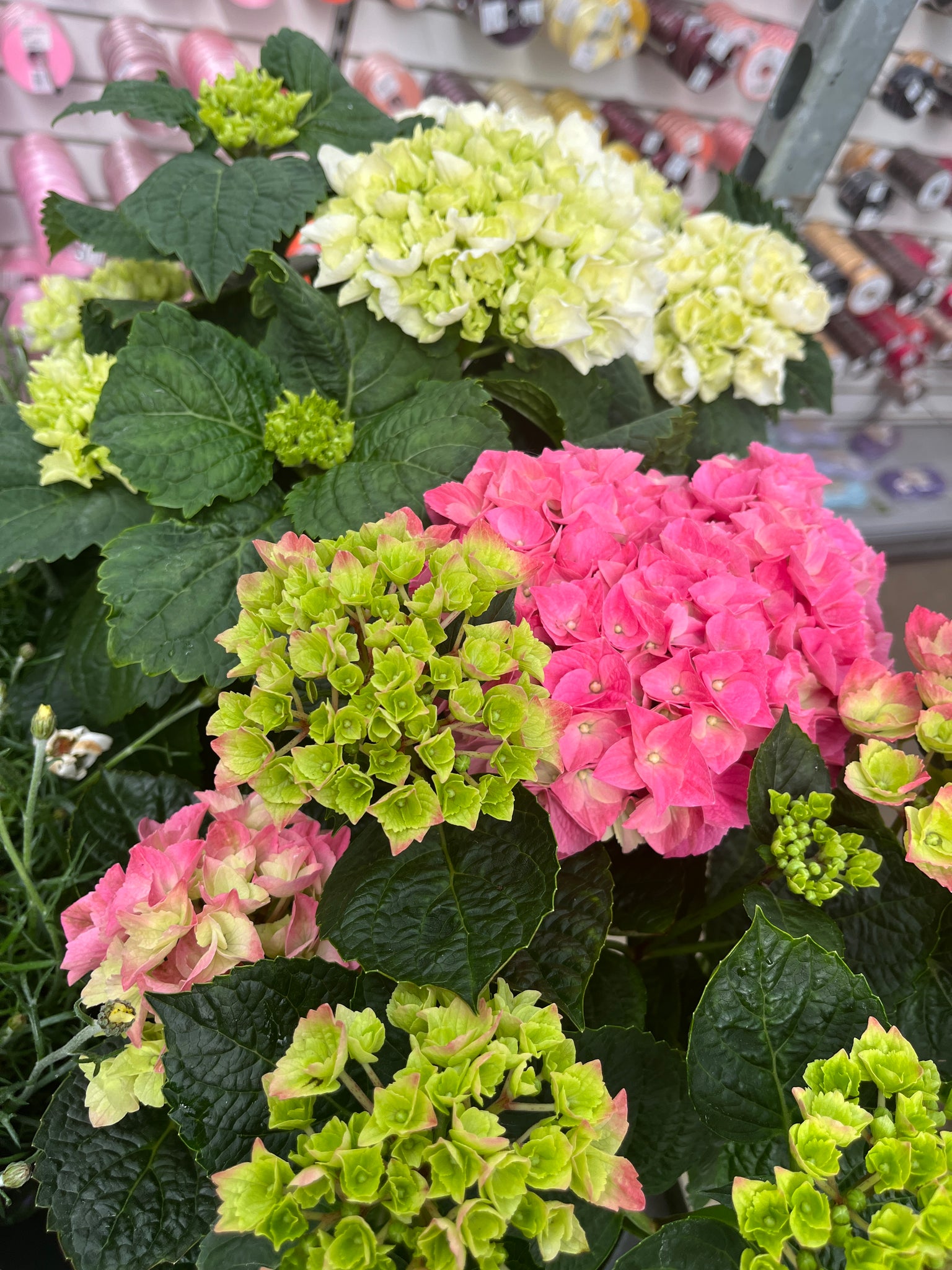 Large pink outdoor hydrangea