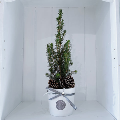 Mini Tree in Pot