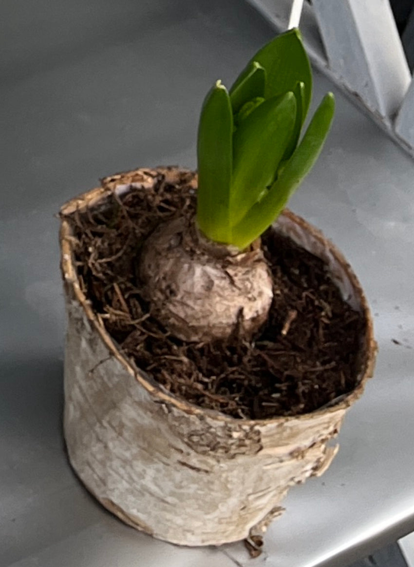 Hyacinth bulb in silver birch pots