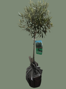 Olive tree