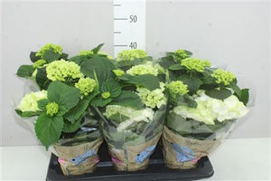 One white hydrangea