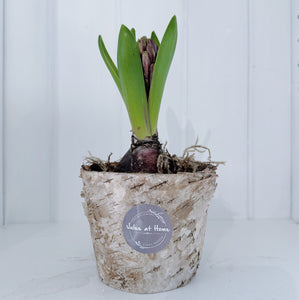 Hyacinth in a Pot
