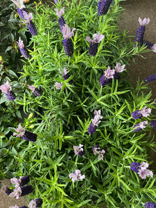 Potted lavenders