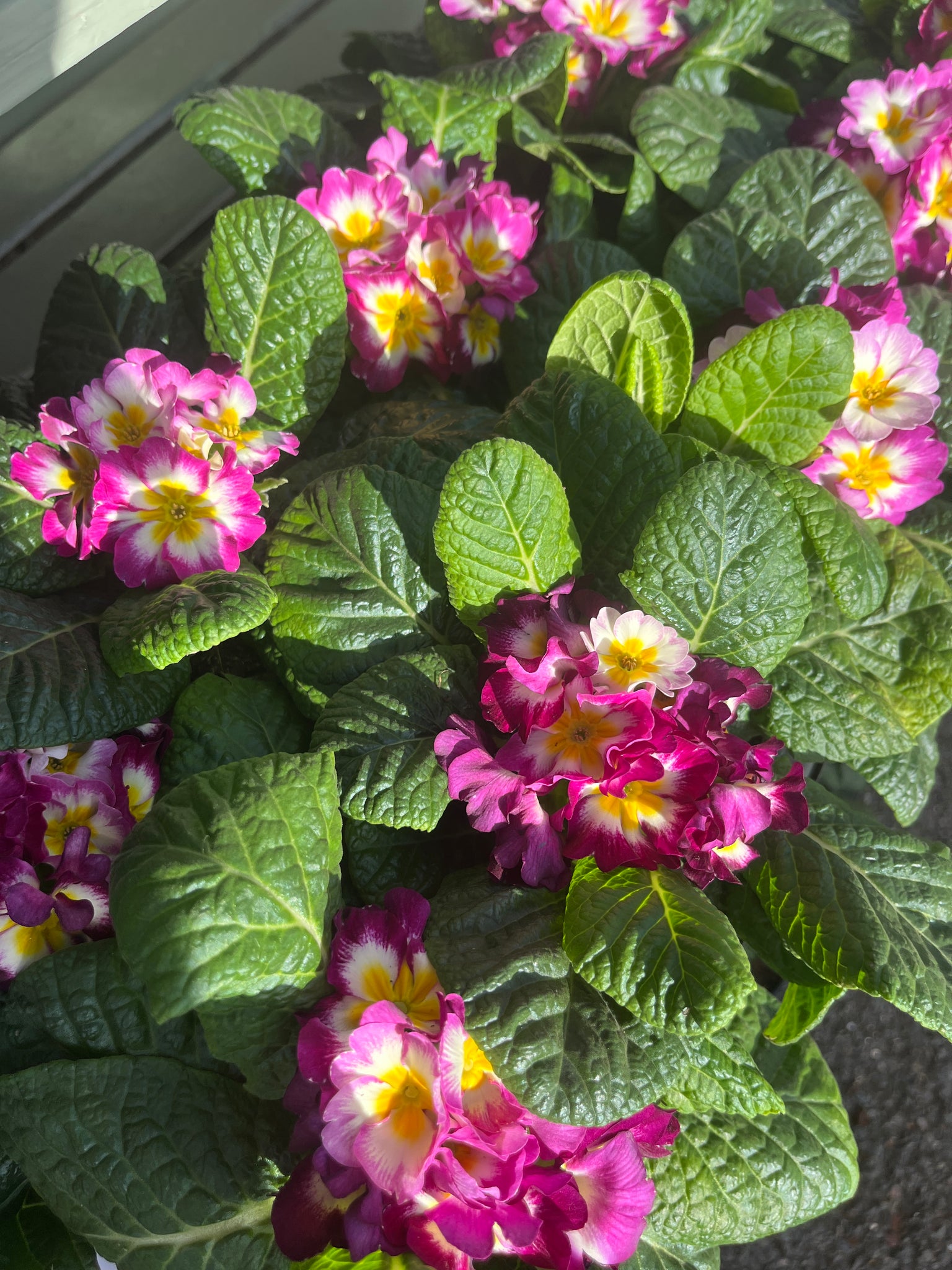Winter primulas price per plant