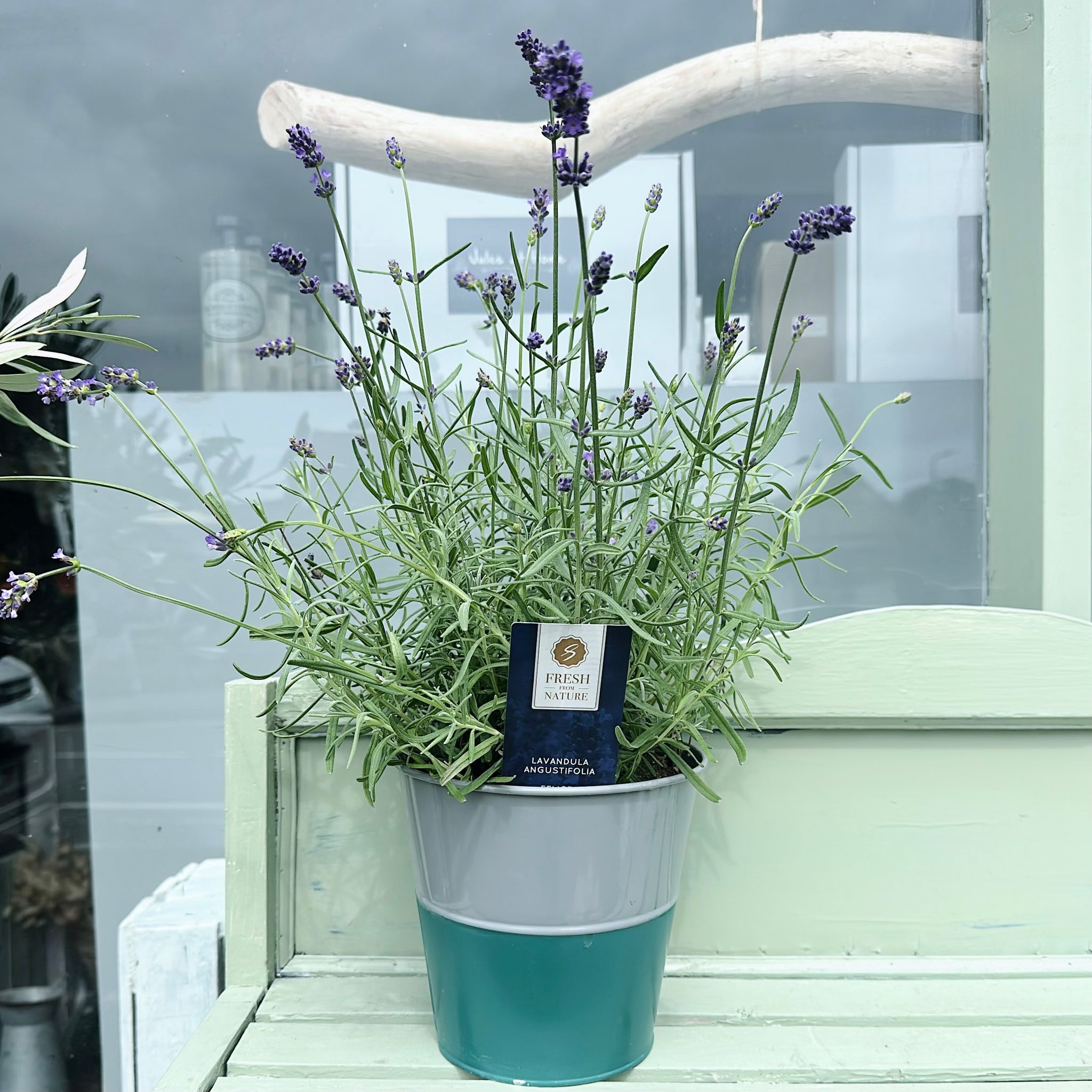 Lavender in Metal Planter