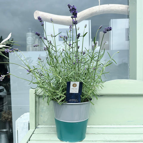 Lavender in Metal Planter