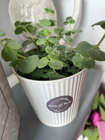 Sedum succulent in a metal pot