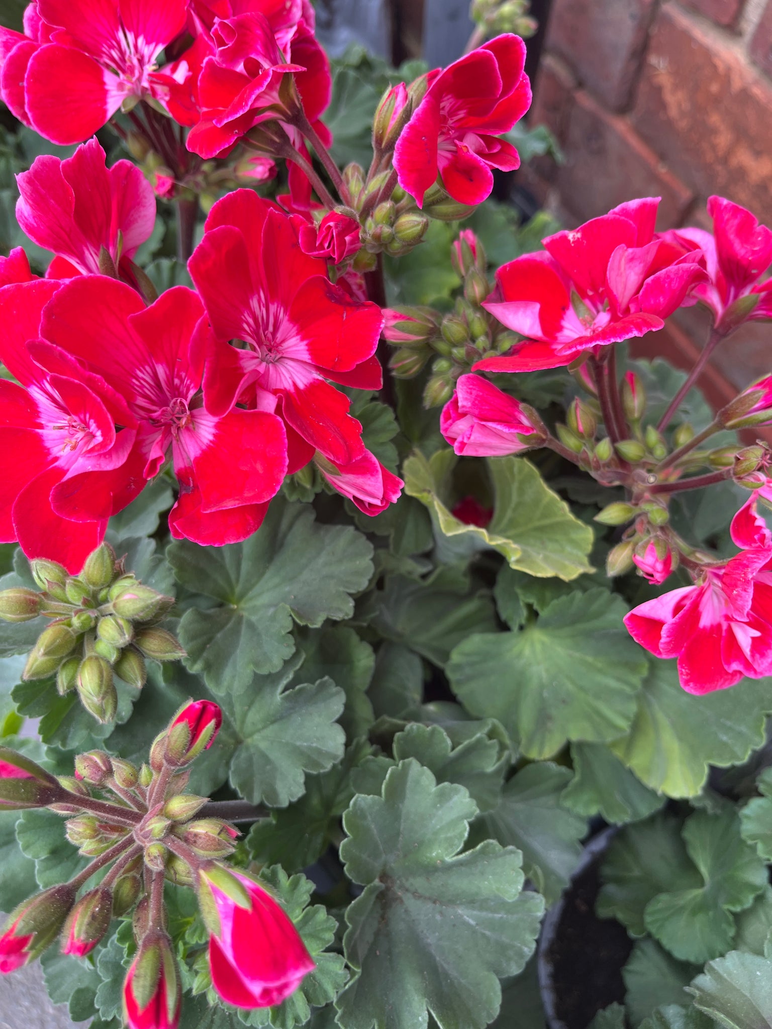 Two tone geraniums
