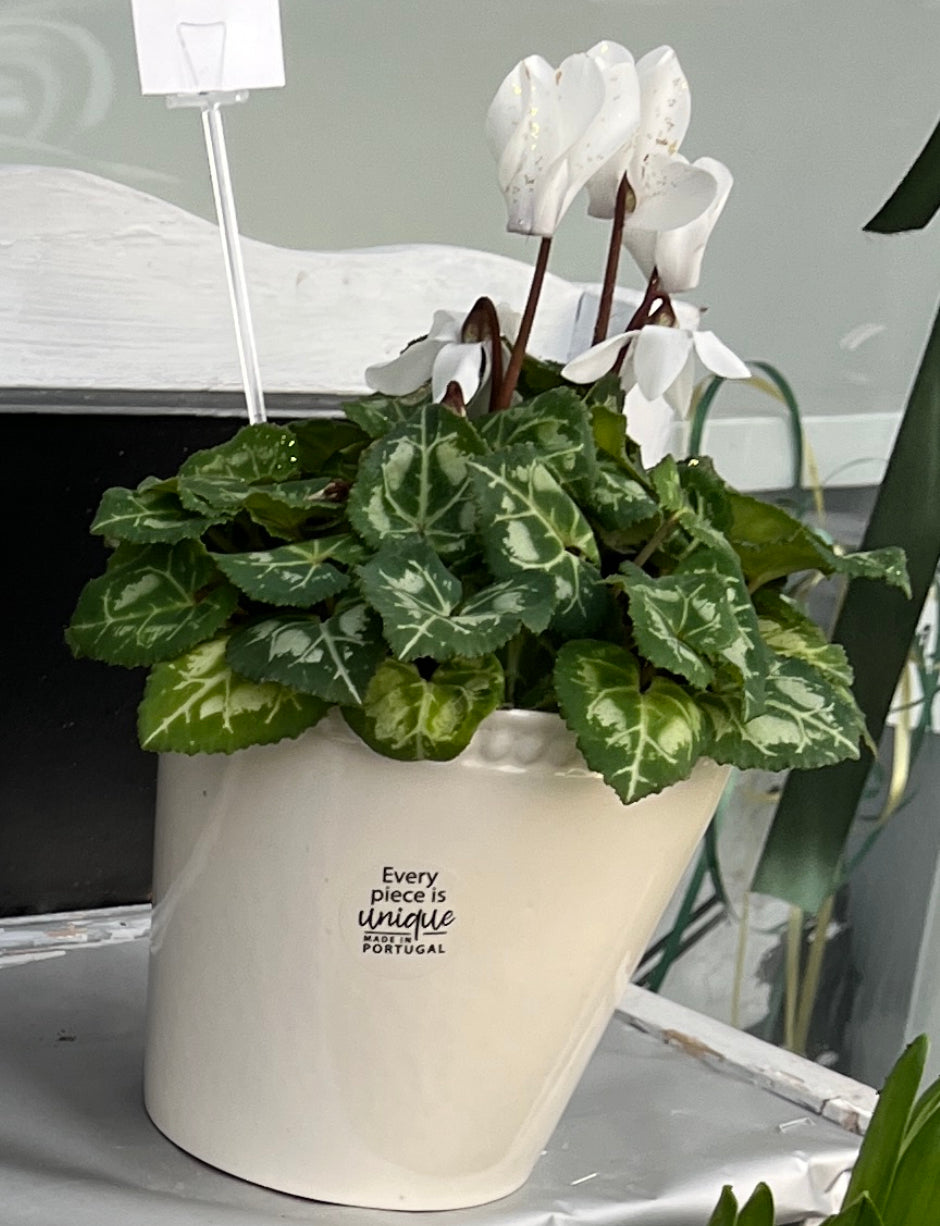 White cyclamen in a ceramic pot