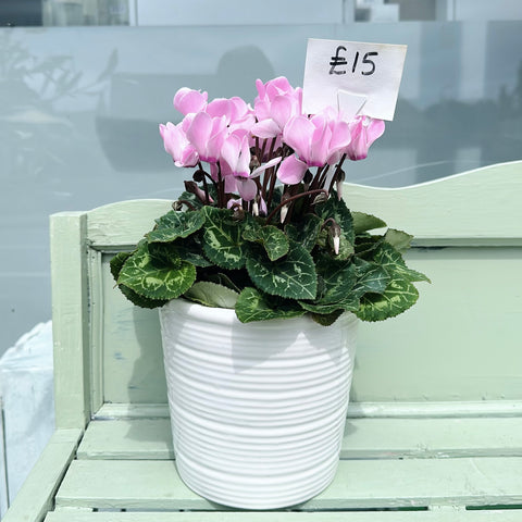 Pink Cyclamen in Ceramic Pot