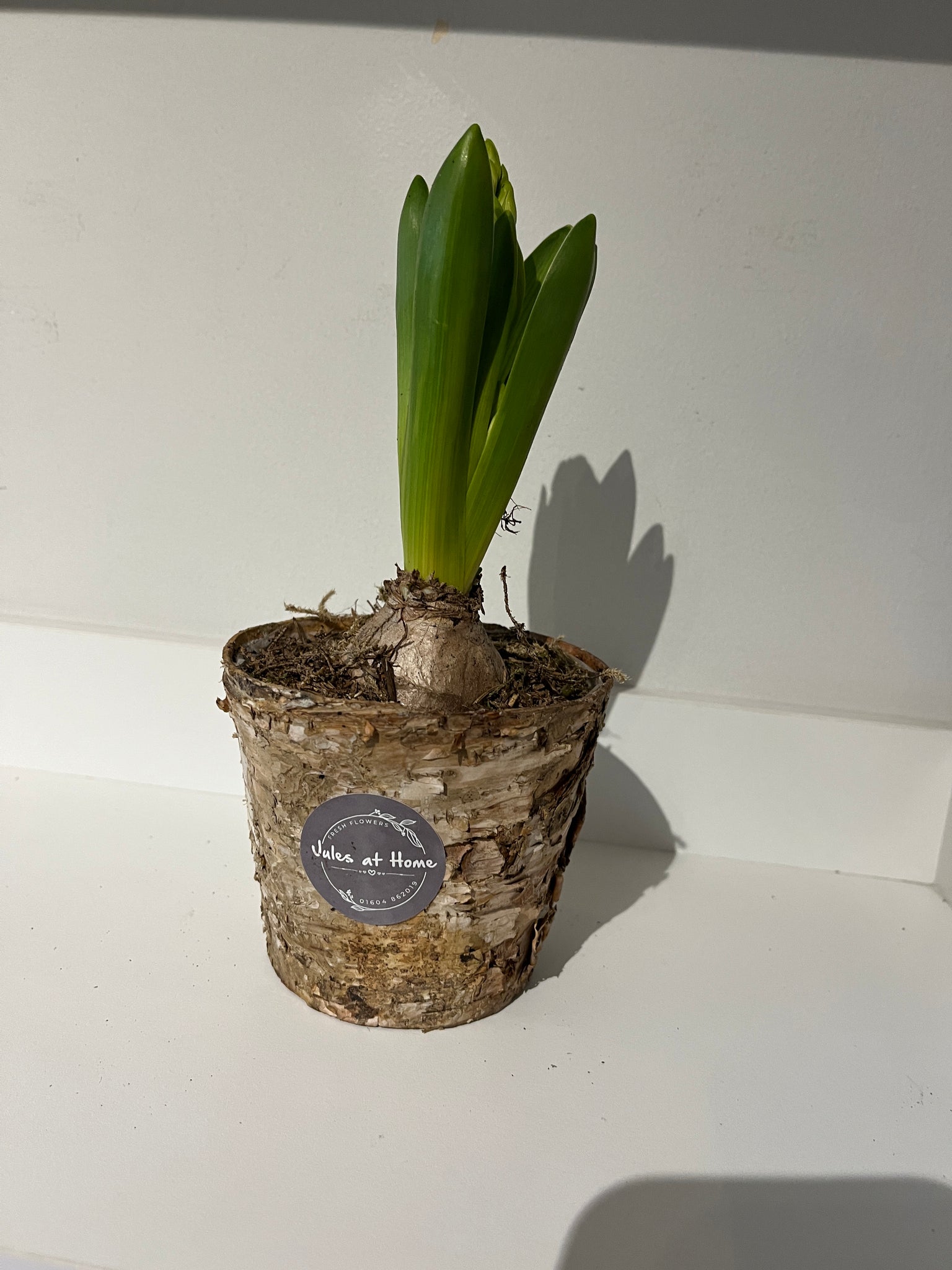 Little silver birch pot of hyacinth