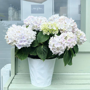 White Hyacinth in Metal Planter