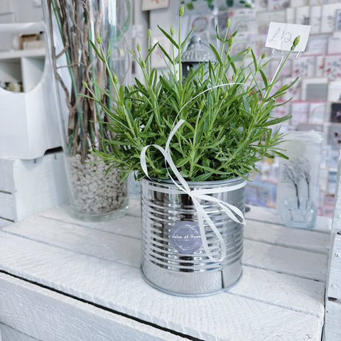 Potted Lavender Plant