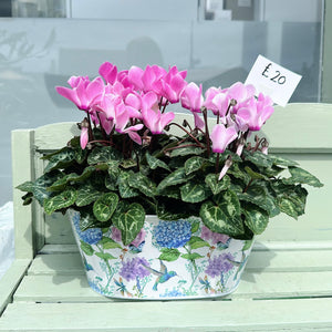 Pink Cyclamen in Floral Planter