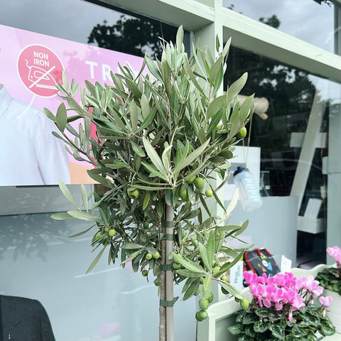 Olive Tree (Unpotted)