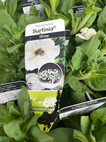 White trailing surfing petunias