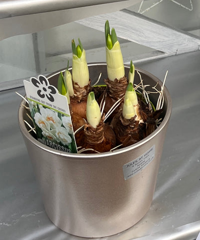 Potted narcissi bulbs in pot