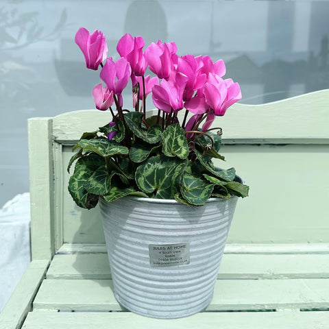 Pink Cyclamen in Rustic Pot