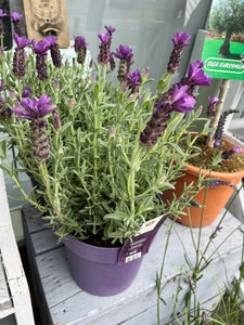 Large hidcote lavender