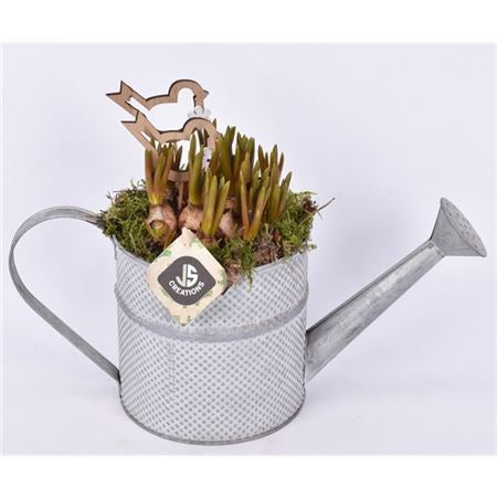 Metal watering can with muscari bulbs