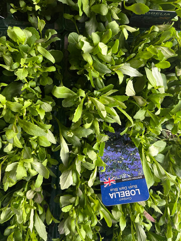Lobelia pack bedding