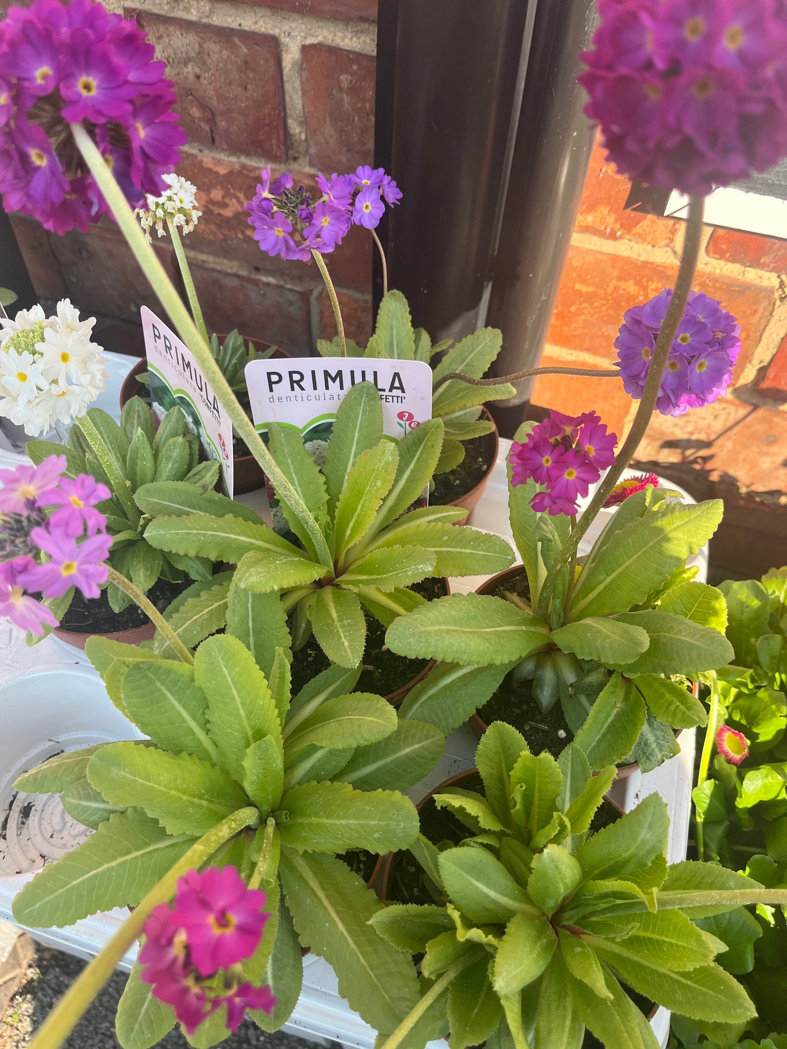 Tall primulas one plant please say if preference on colour