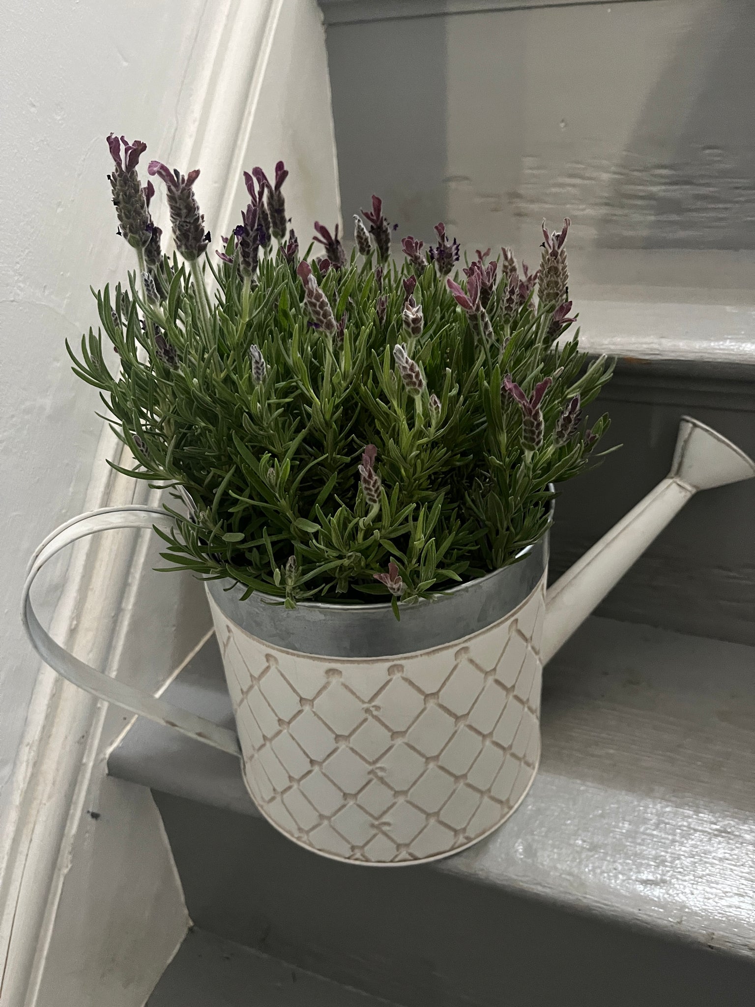 X-Large metal watering can and lavender