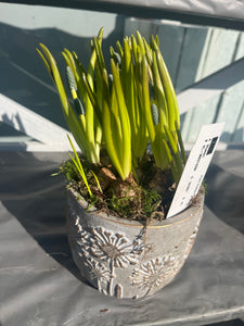 Cement pot of blue muscari bulbs- gift wrapped!