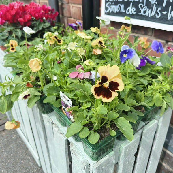 Winter Pansies (Mixed)