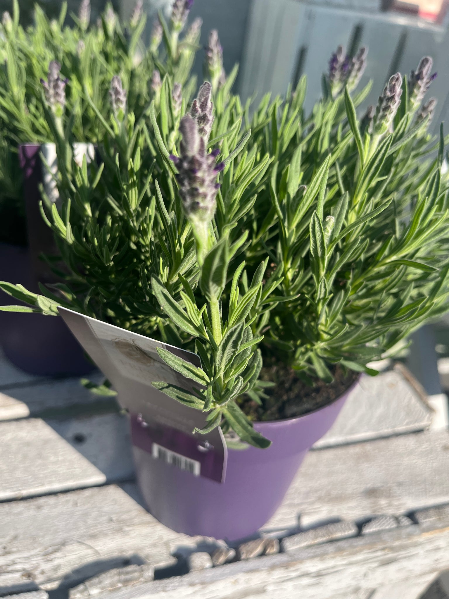 Large lavender
