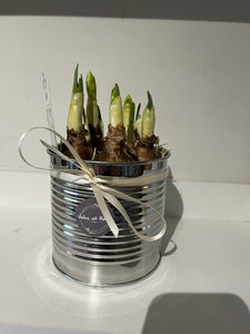 Silver potted daffodils