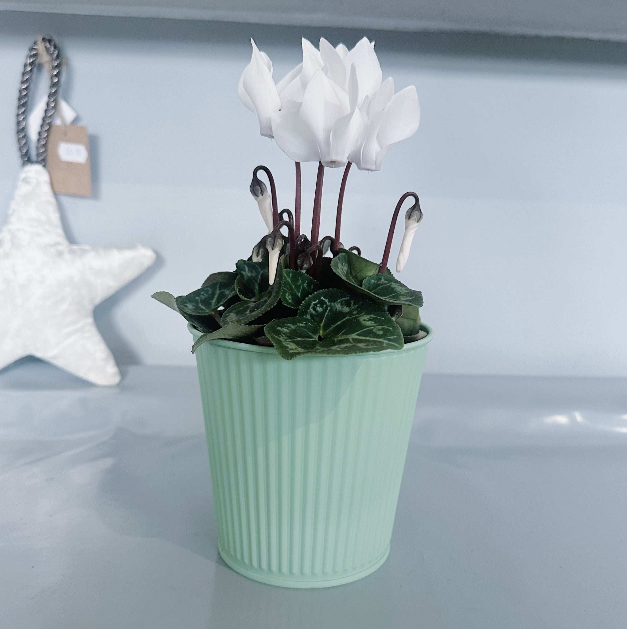 Small White Cyclamen in Metal Pot