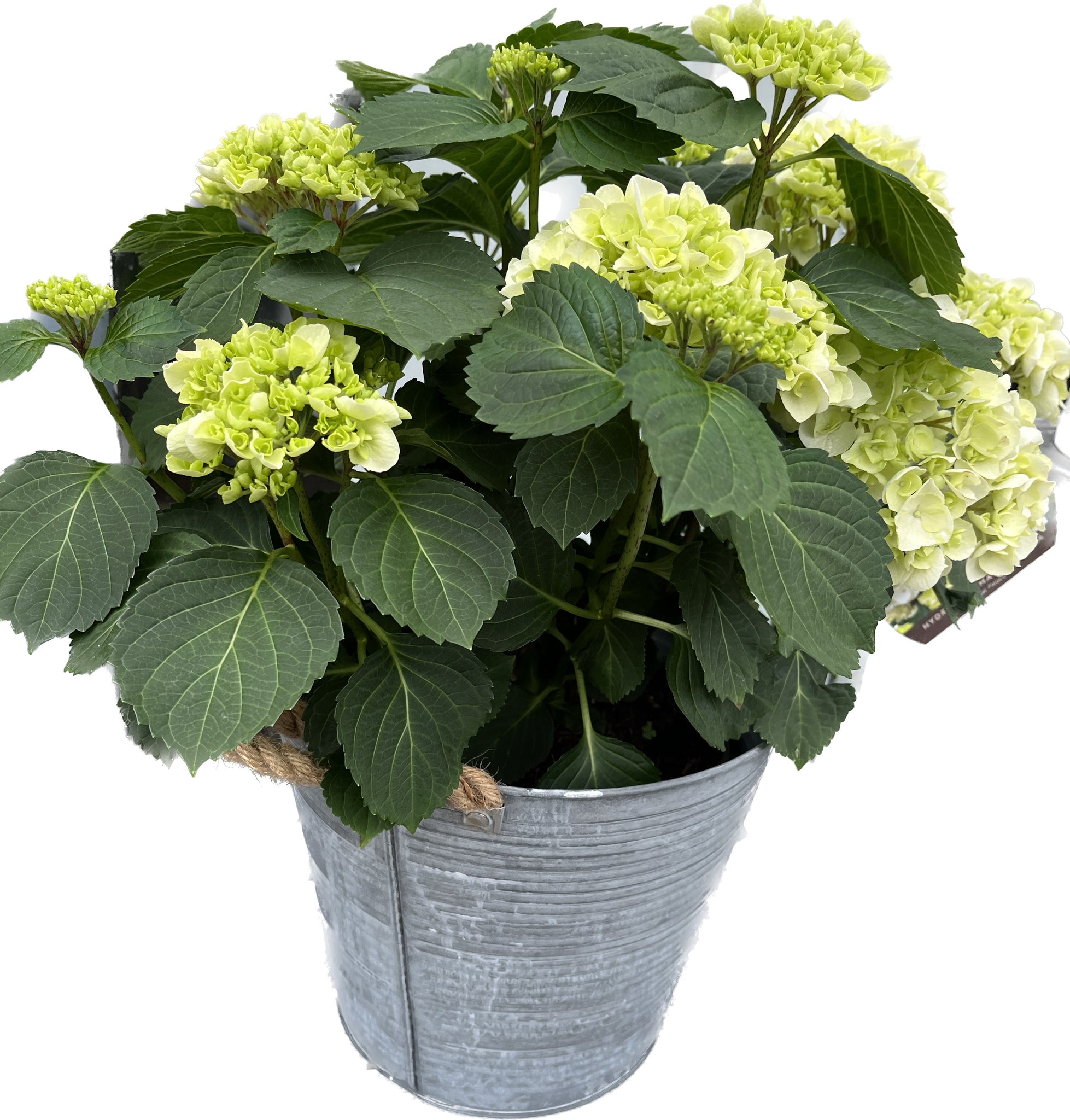 Hardy white hydrangeas in metal bucket