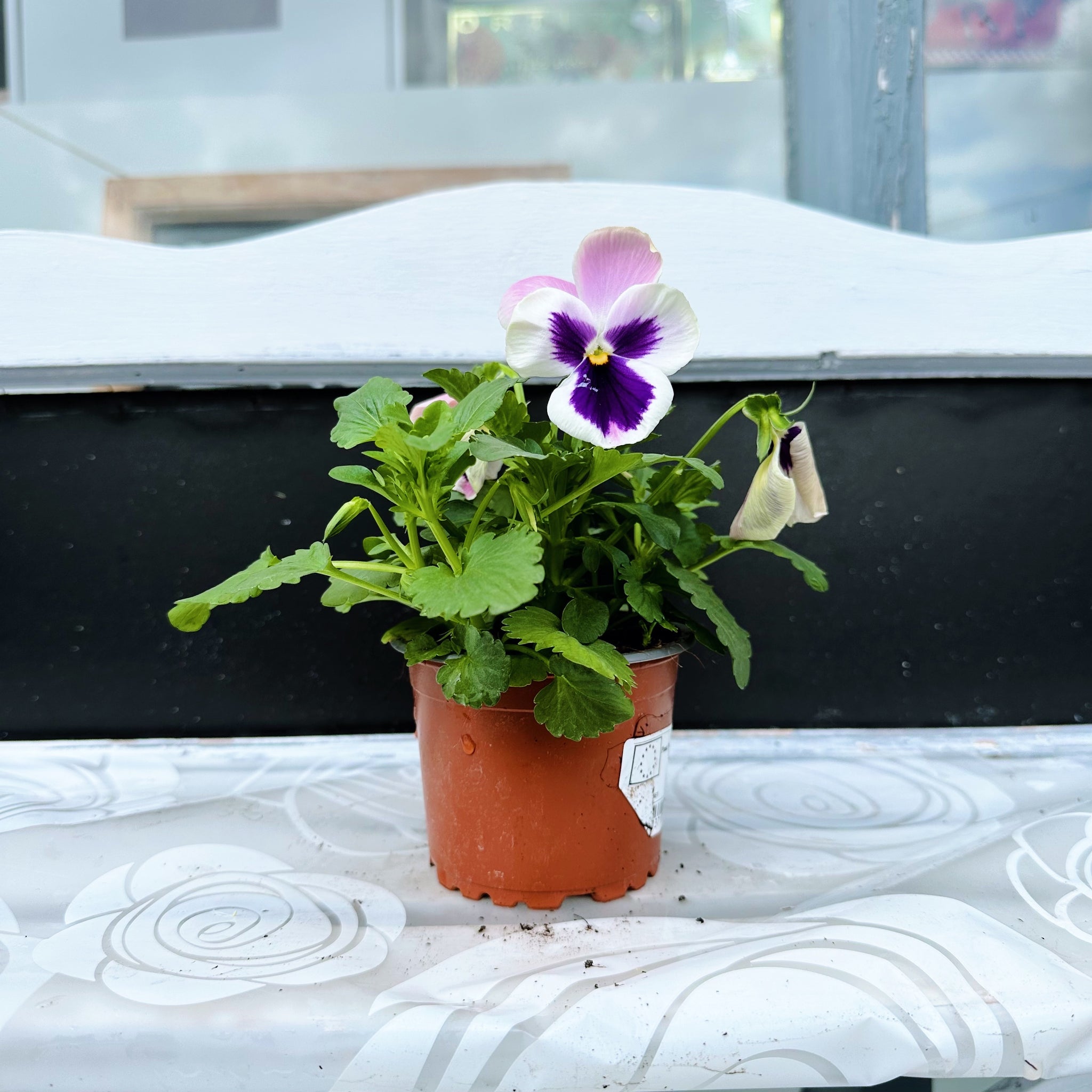 Unpotted Pansies (Purple/White Mixed)