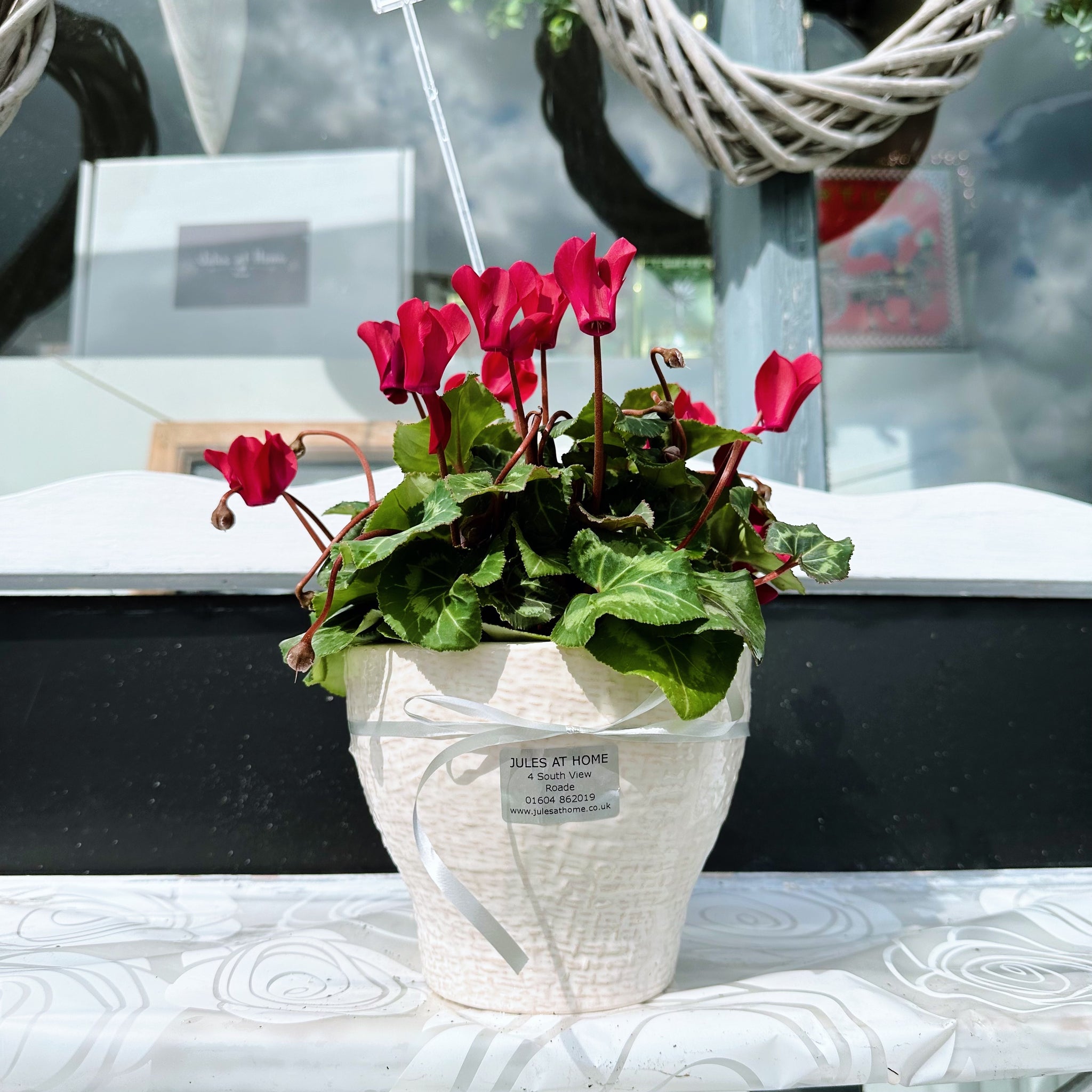 Pink Cyclamen in Ceramic Textured Pot